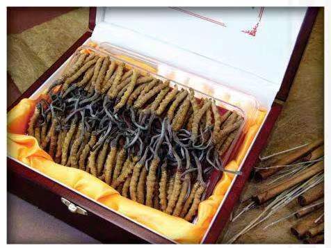 临县冬虫夏草回收